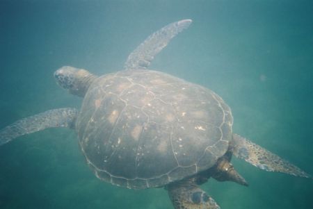 Schwimmen mit Schildkroeten